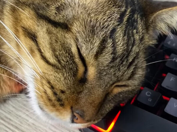 猫がキーボードの上で寝落ち　画面の文字に「完璧すぎる」「笑った」