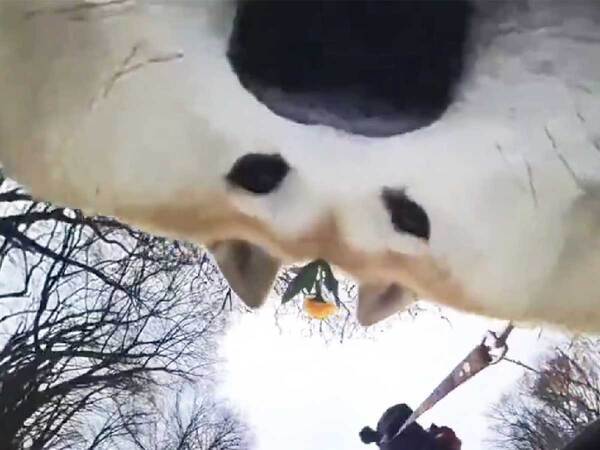 「夜勤明けの疲れが吹っ飛んだ」　薄～い姿の柴犬に１０万人が爆笑！