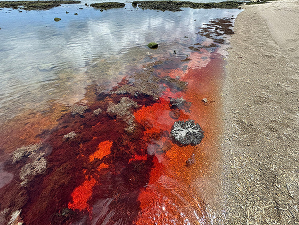 「日本でもこんな光景見られるんだ」　海岸を歩いていると？「知らなかった」