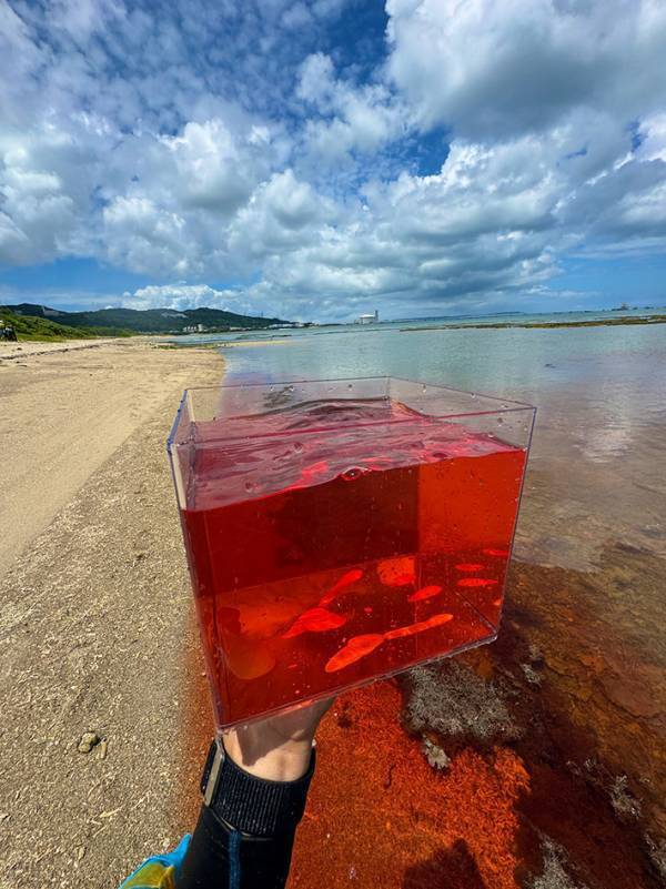 「日本でもこんな光景見られるんだ」　海岸を歩いていると？「知らなかった」