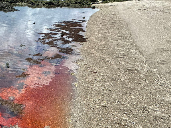 「日本でもこんな光景見られるんだ」　海岸を歩いていると？「知らなかった」