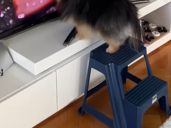 テレビ画面を舐める犬　映っていたのは？「お腹がよじれる」「かわいすぎ」