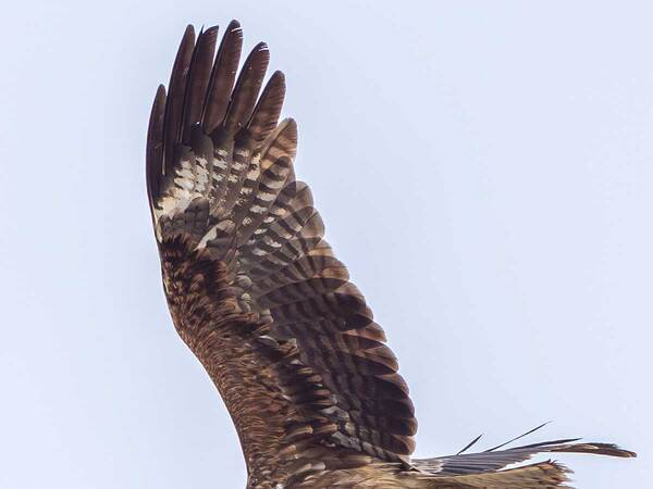 トビが捕まえた魚　よく見ると…「ウソでしょ」「贅沢すぎるだろ」