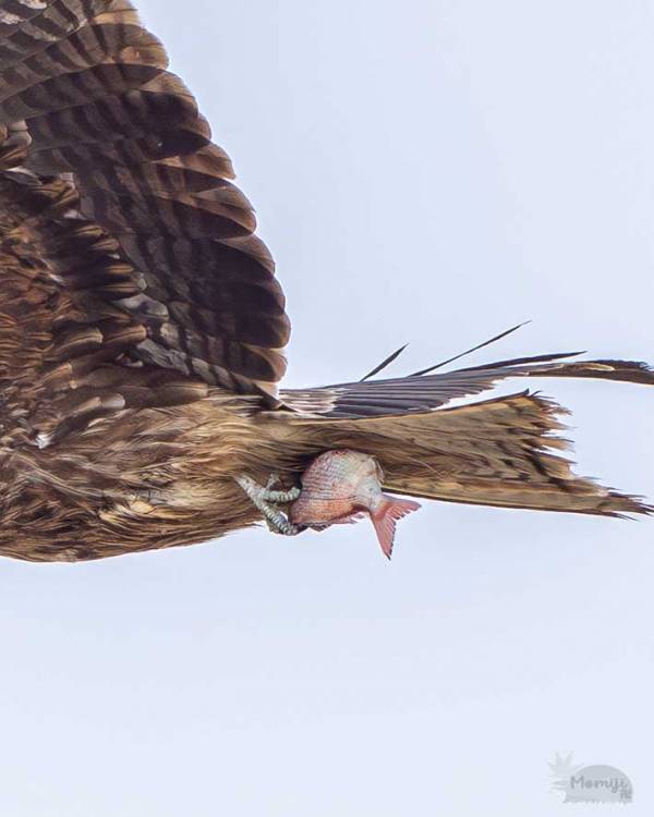 トビが捕まえた魚　よく見ると…「ウソでしょ」「贅沢すぎるだろ」