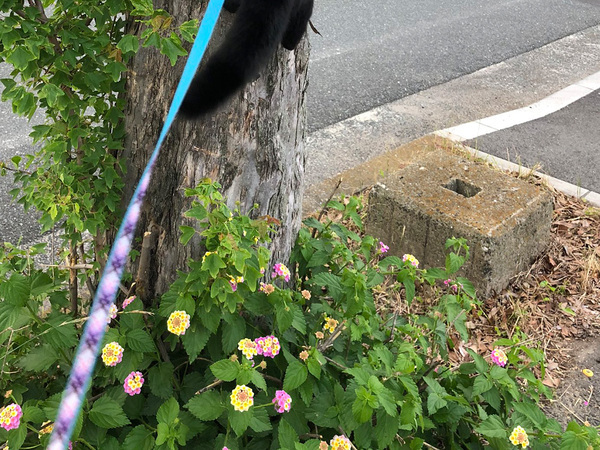 「どんな声で鳴くんだろう…」　散歩中、木に止まっていたのは？「二度見した」