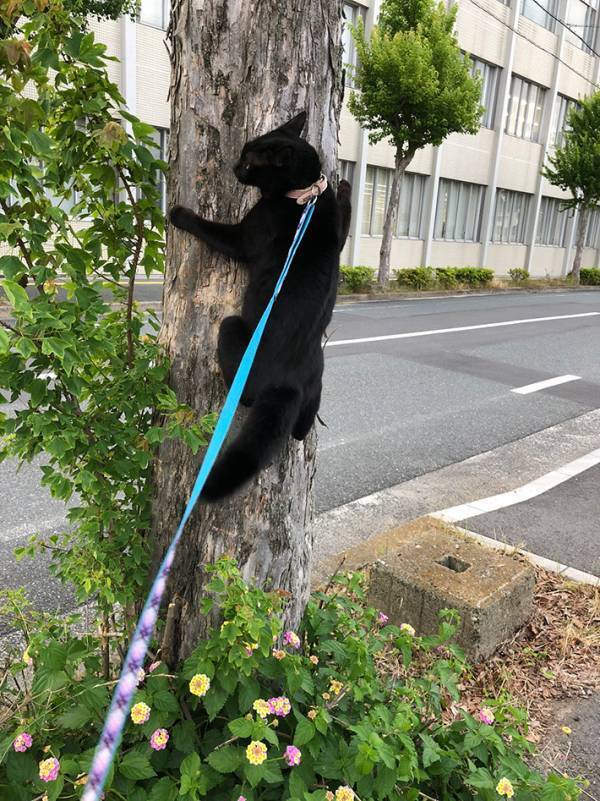 「どんな声で鳴くんだろう…」　散歩中、木に止まっていたのは？「二度見した」