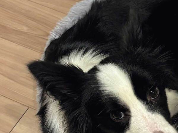 愛犬にベッドを買ったら、小さすぎて？　まさかの写真に「あまりにも器用」