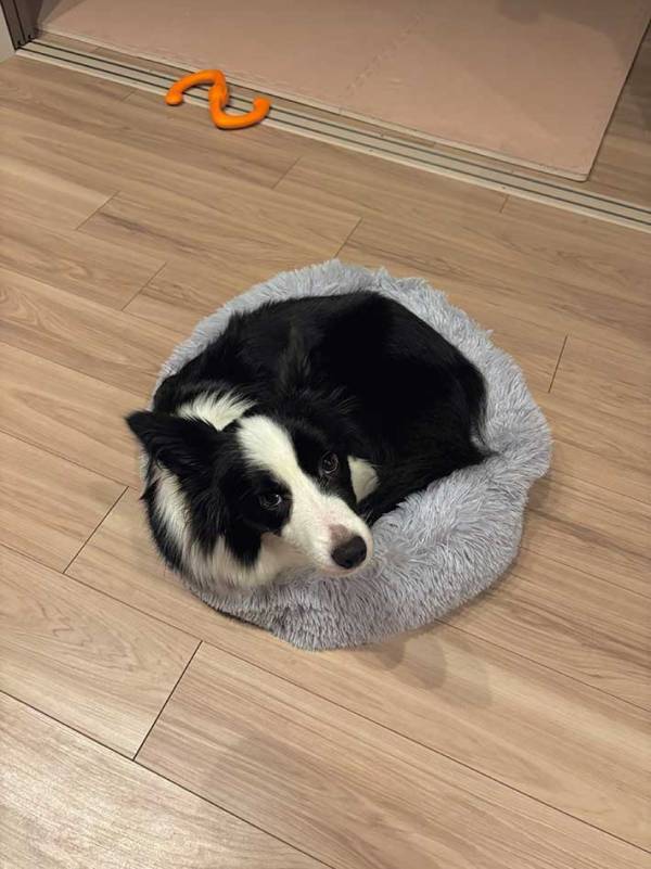 愛犬にベッドを買ったら、小さすぎて？　まさかの写真に「あまりにも器用」