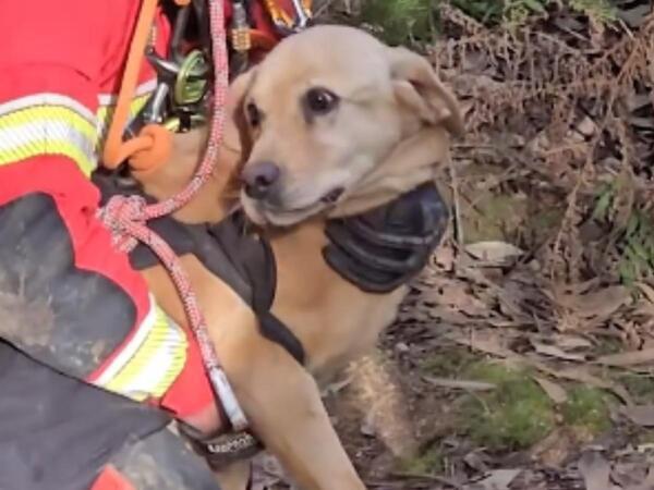 めちゃくちゃ感謝してる！　救助されている犬の『動き』が…？