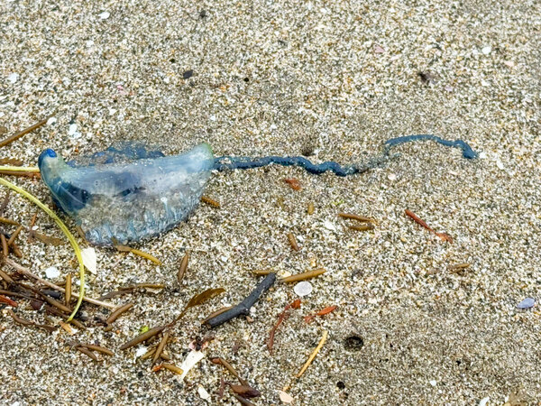 三浦海岸を歩いていたら、青い水風船のようなものが漂流　実はこれ…