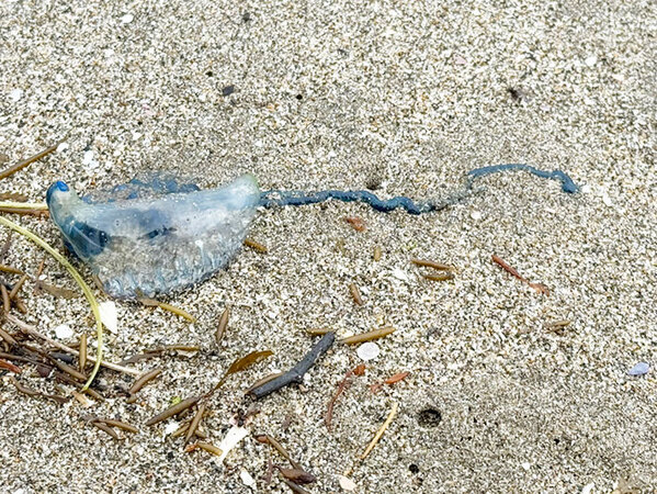 三浦海岸を歩いていたら、青い水風船のようなものが漂流　実はこれ…