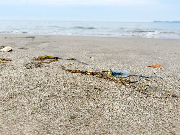 三浦海岸を歩いていたら、青い水風船のようなものが漂流　実はこれ…
