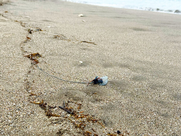 三浦海岸を歩いていたら、青い水風船のようなものが漂流　実はこれ…