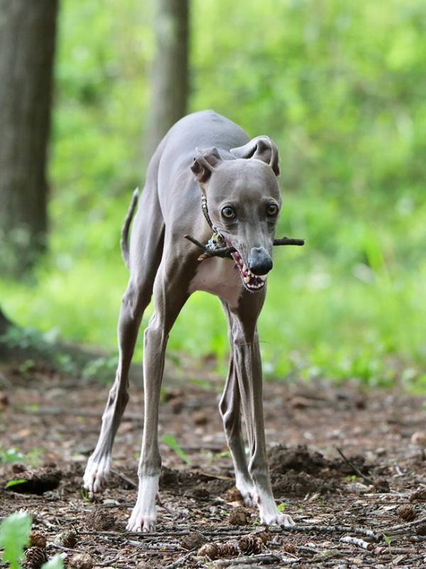 飼い主「かわいい写真が撮れた」はずが？　まさかのビジュアルに「腰抜かした」