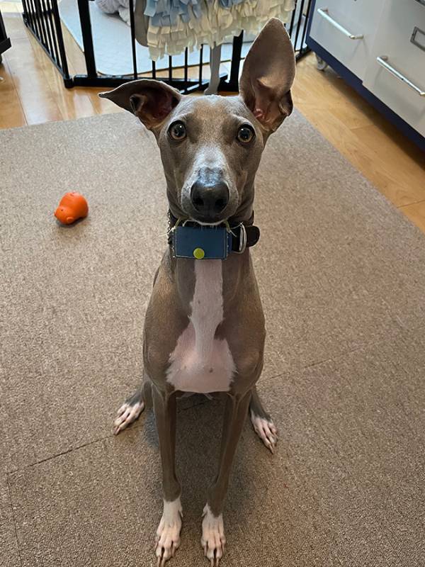 飼い主「かわいい写真が撮れた」はずが？　まさかのビジュアルに「腰抜かした」