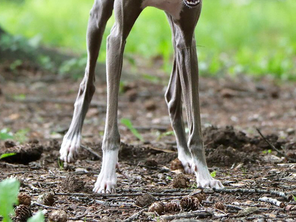 飼い主「かわいい写真が撮れた」はずが？　まさかのビジュアルに「腰抜かした」