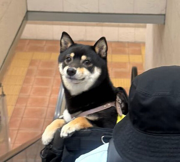 飼い主とお出かけする柴犬　表情に「これは反則！」「直視できない…」