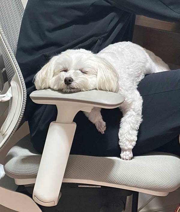 「意地でもここで寝るらしい…」　犬の意外なお気に入りの場所とは？