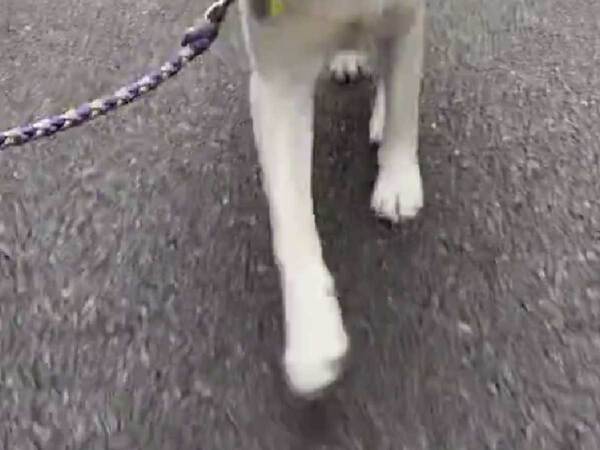 ラブラドールレトリバーの頭を見ると？　「空飛べそう」「２秒で幸せになった」