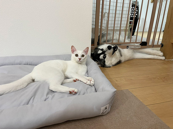子猫と仲良くなりたいハスキー　７か月後、猫の背後には…「前と変わらずで笑った」