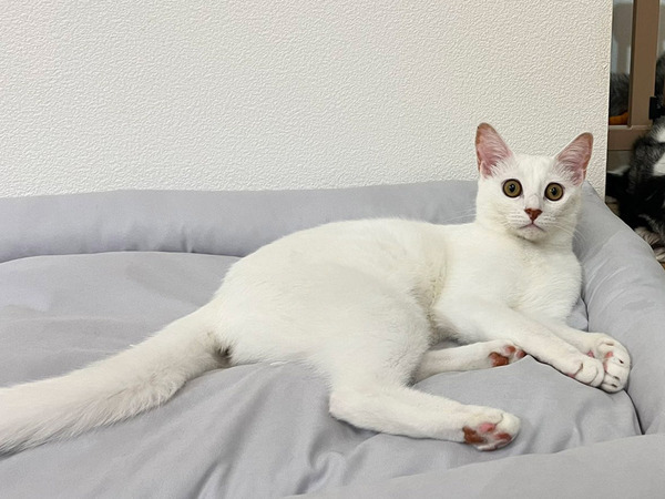 子猫と仲良くなりたいハスキー　７か月後、猫の背後には…「前と変わらずで笑った」