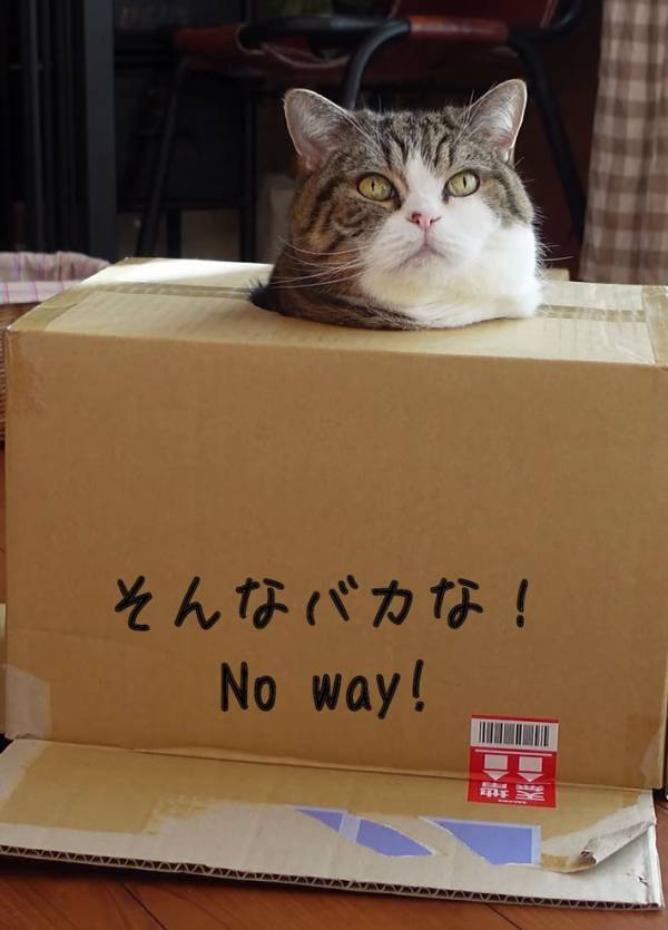 ダンボールの小さな穴に入った猫　その後の展開に「そんなバカな！」