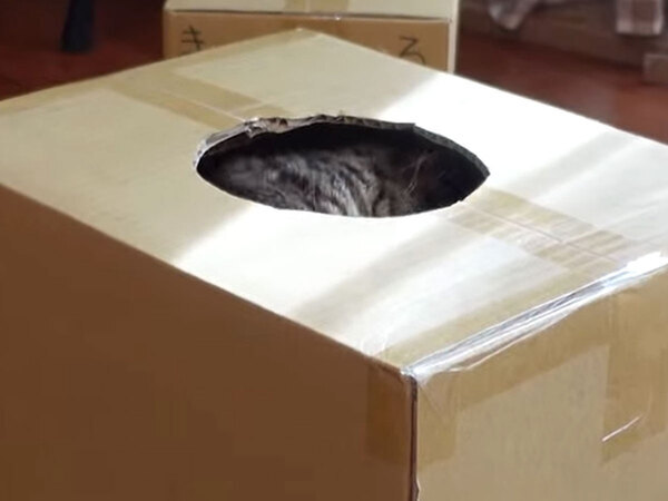ダンボールの小さな穴に入った猫　その後の展開に「そんなバカな！」