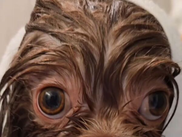 お風呂に入る犬の『姿』にツッコミが殺到　「本当に存在したのか！？」