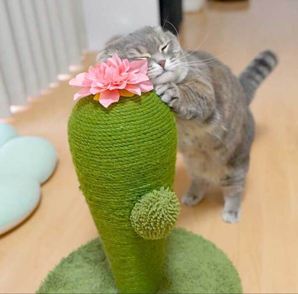 サボテンの爪とぎ器を買ってあげたら？　猫の反応に「元気が出た」「かわいすぎる」