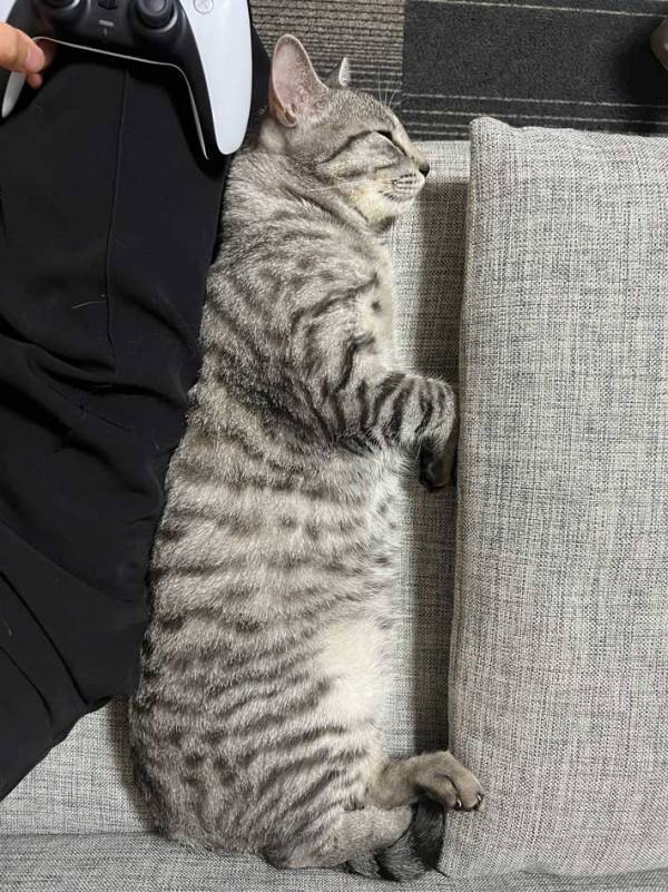 自宅に『買った覚えのないクッション』が…　正体がこちら