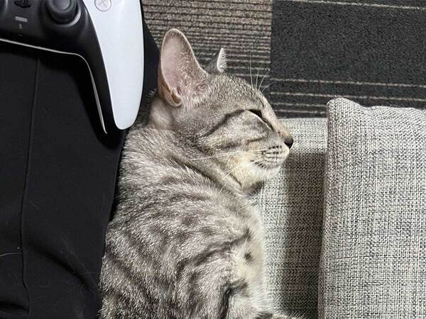 自宅に『買った覚えのないクッション』が…　正体がこちら