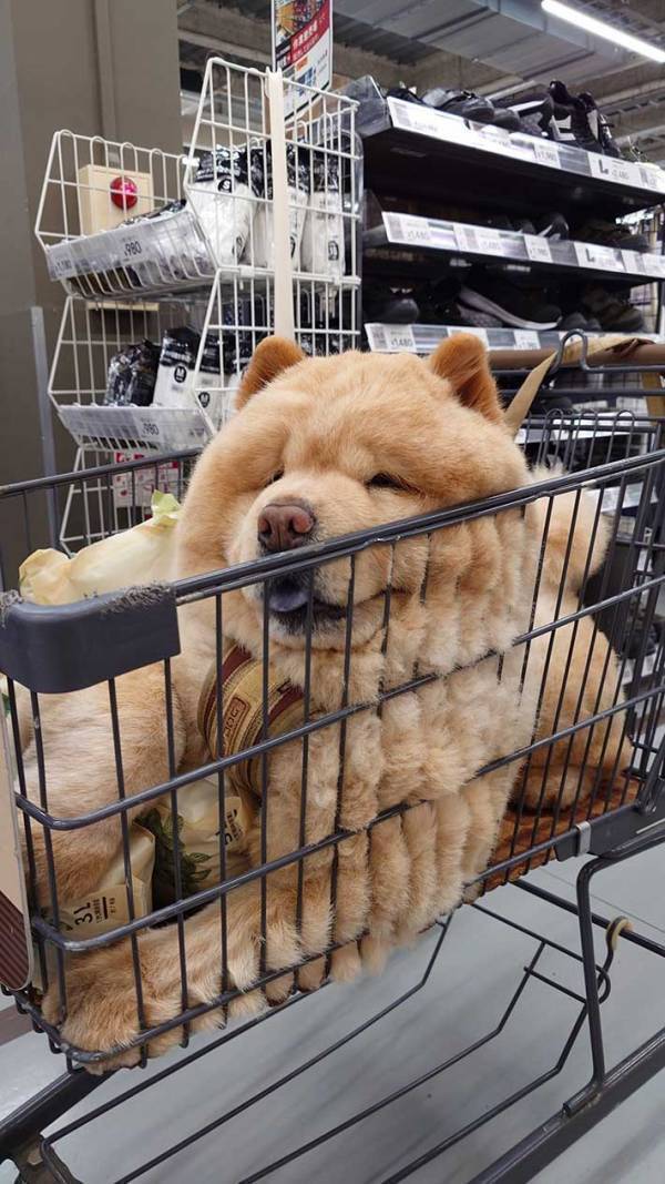 カートに乗る犬、体の形をよく見ると？　「これはこれで…」