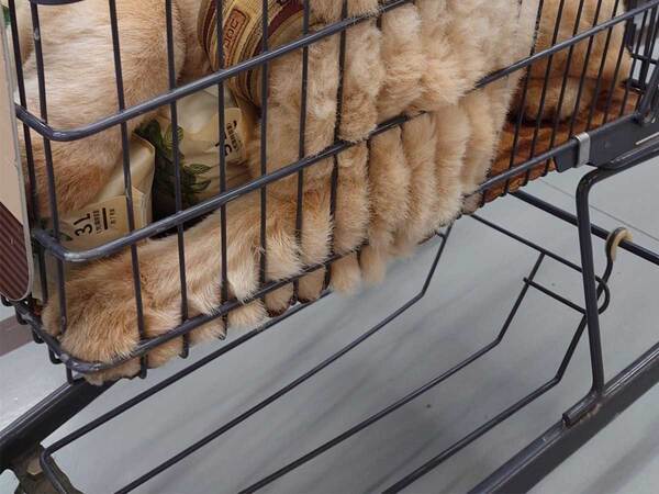 カートに乗る犬、体の形をよく見ると？　「これはこれで…」