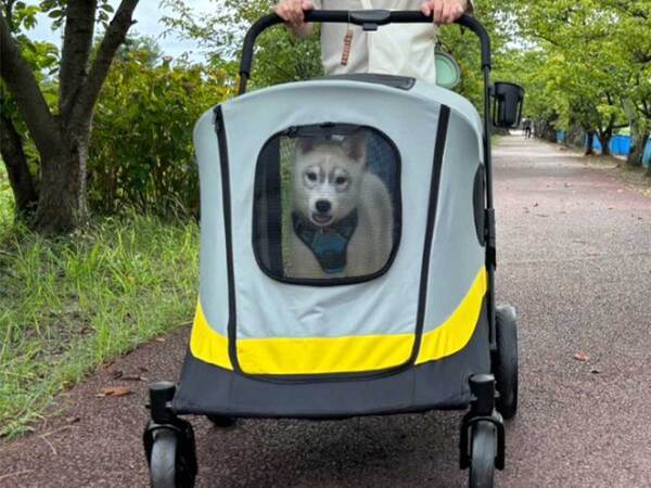 ペットカートに乗るハスキー　飼い主が油断した数秒後…？「声出して笑った」「表情がツボ」