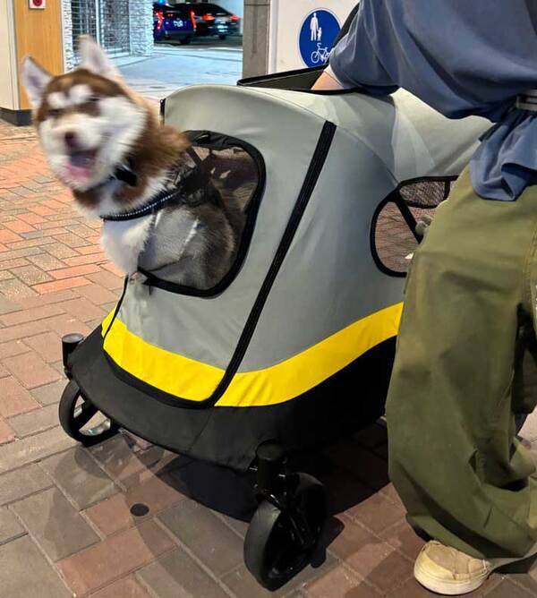 ペットカートに乗るハスキー　飼い主が油断した数秒後…？「声出して笑った」「表情がツボ」