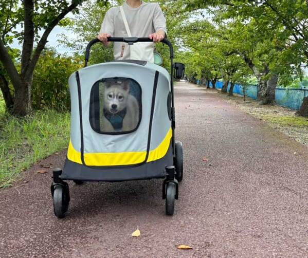 ペットカートに乗るハスキー　飼い主が油断した数秒後…？「声出して笑った」「表情がツボ」