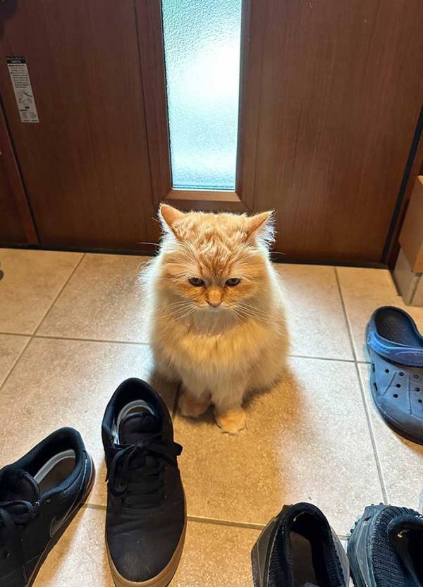 外食へ行こうとした男性　玄関へ行くと？「すべてを知っている目」「なぜ分かった…」