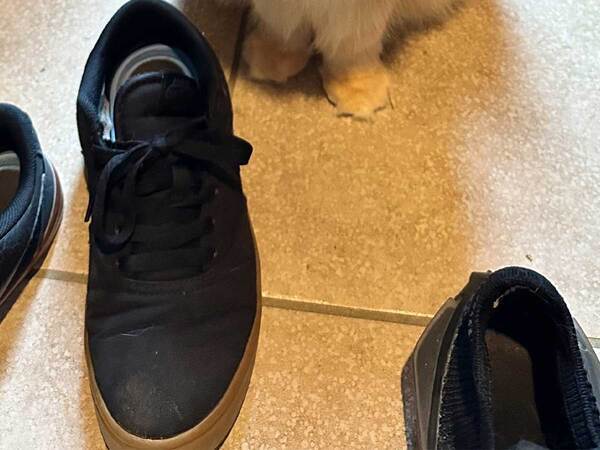 外食へ行こうとした男性　玄関へ行くと？「すべてを知っている目」「なぜ分かった…」