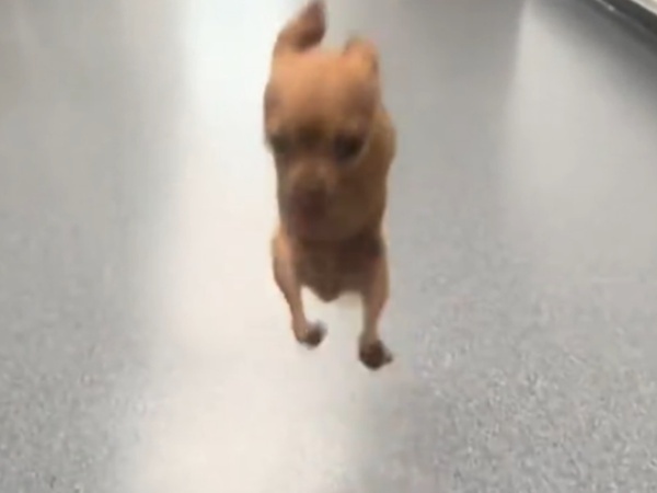 ９７０万人が絶賛！　前脚がないチワワの『歩き方』がコチラ