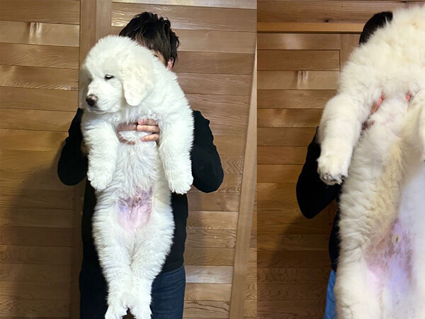 飼い主「ハンパないって」　ひょいと抱っこできた愛犬、しかし２か月後…？