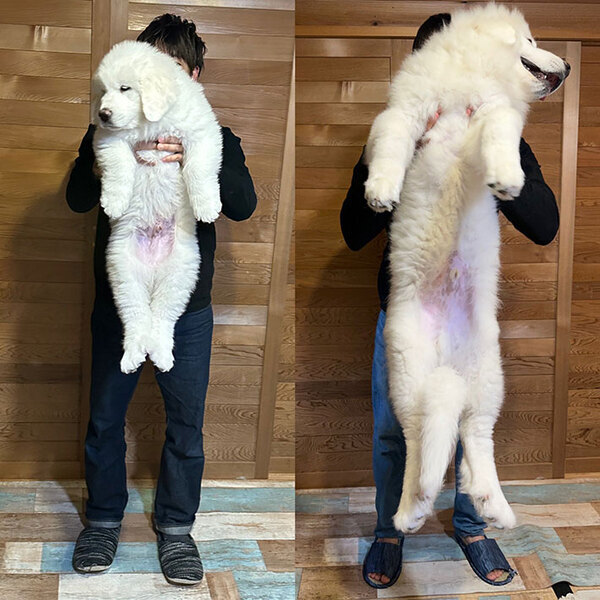 飼い主「ハンパないって」　ひょいと抱っこできた愛犬、しかし２か月後…？