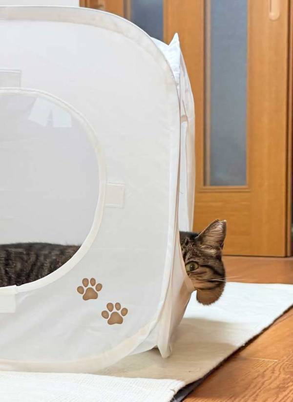 飼い主「落ちそう」　くつろぐ愛猫の姿に「笑った」「こんなことあるのか」