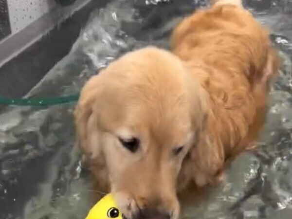 「一緒に泳いでる！」　ゴールデンレトリバーと共に運動しているのは？