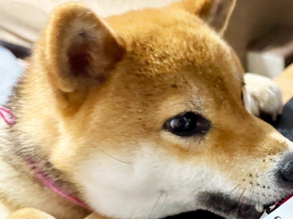 柴犬「自分行けます！」　目線の先のものに「爆笑した」「覚悟があるんだな？」