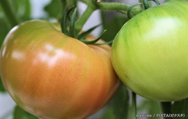 その手があったか！　カゴメが教える『青いトマトを赤くする方法』