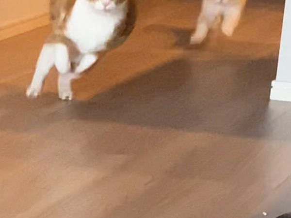 「楽しそうで何よりです」　本気の『追いかけっこ』に吹き出す人続出！