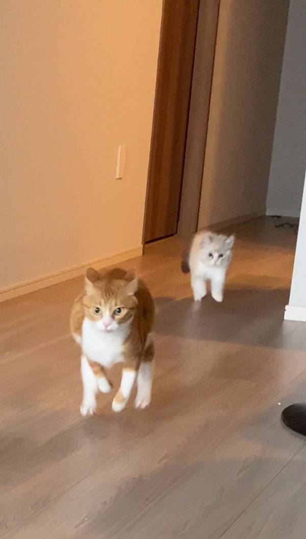 「楽しそうで何よりです」　本気の『追いかけっこ』に吹き出す人続出！