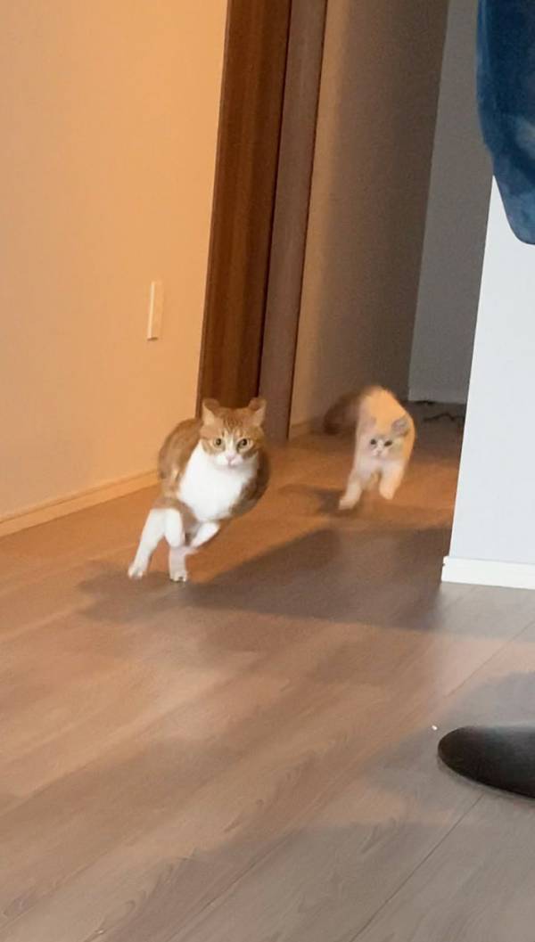 「楽しそうで何よりです」　本気の『追いかけっこ』に吹き出す人続出！