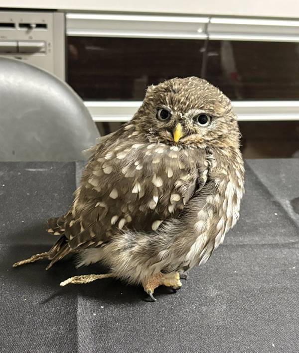 たたずむフクロウを見ると？　その姿に「はい１００点」「魅惑的すぎる」