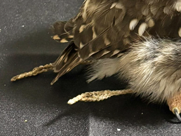 たたずむフクロウを見ると？　その姿に「はい１００点」「魅惑的すぎる」